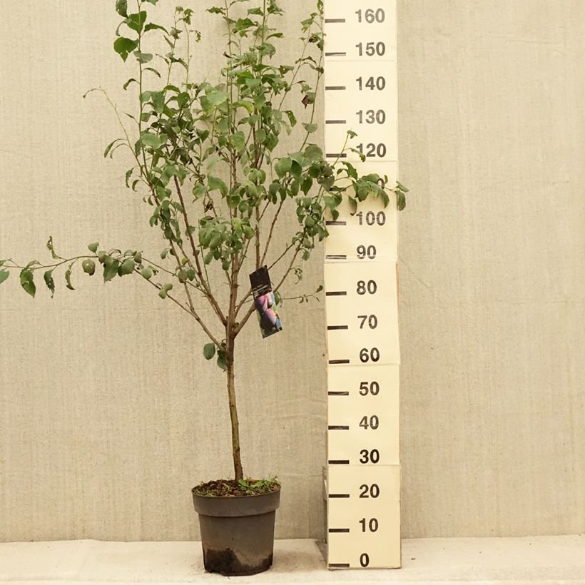 Esemplare di Prugna Hanna Vaso da 7,5L/10L, Vaso impalcato basso consegnato in estate
