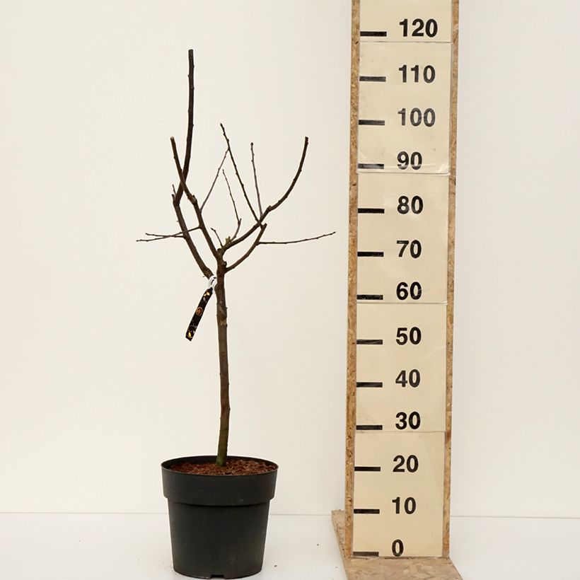 Prugna Hanna Vaso da 7,5L/10L esemplare consegnato in inverno