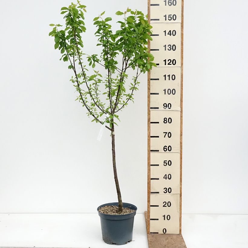 Prugna Prune d'Ente Vaso da 7,5L/10L, Vasetto esemplare consegnato in primavera