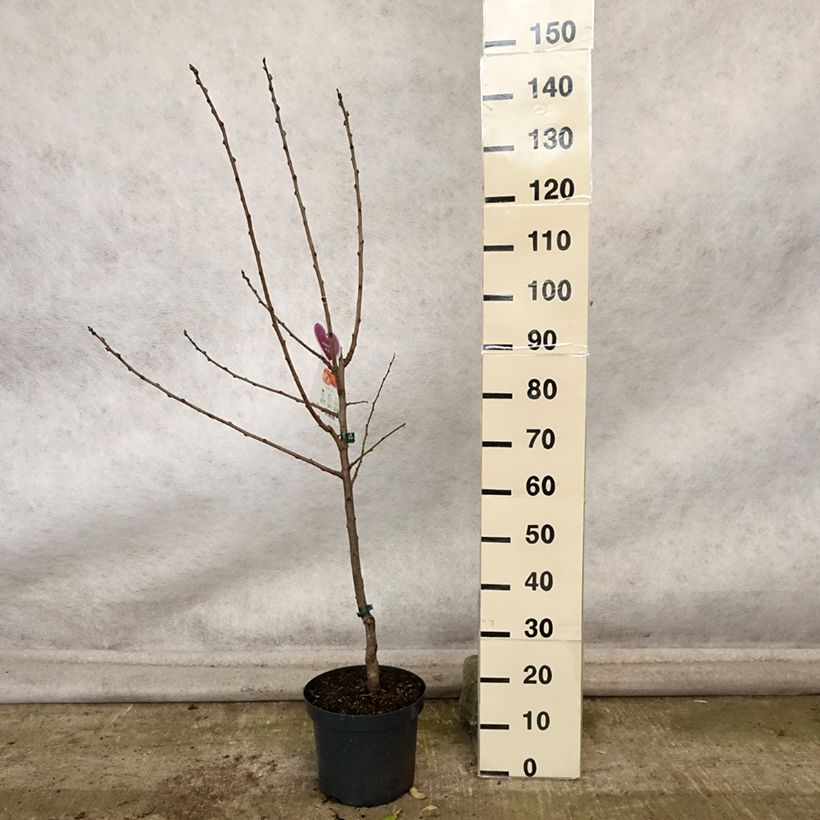 Esemplare di Prugna Victoria Vaso da 7,5L/10L, Vasetto come consegnato in autunno