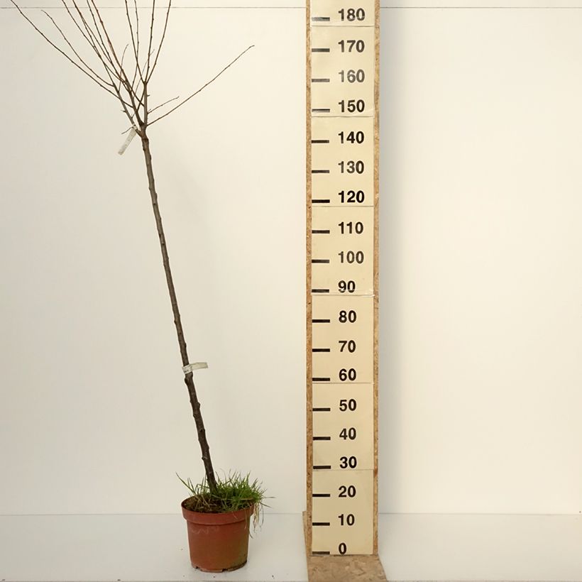 Susino Quetsche Blanche de Létricourt Vaso da 7,5L/10L, Vaso impalcato medio esemplare consegnato in inverno