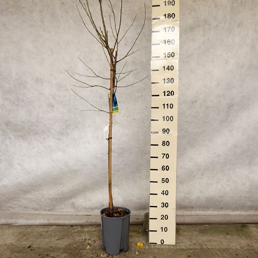 Esemplare di Susino Quetsche d'Alsace Vaso da 7,5L/10L, Vaso impalcato medio come consegnato in autunno