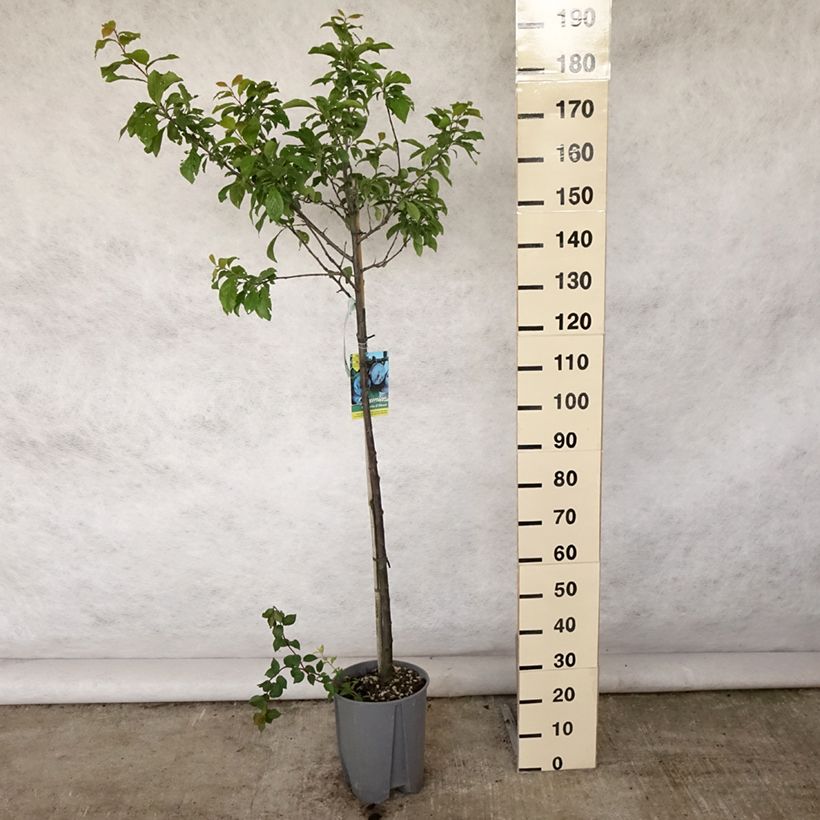 Esemplare di Susino Quetsche d'Alsace Vaso da 7,5L/10L, Vaso impalcato medio consegnato in estate