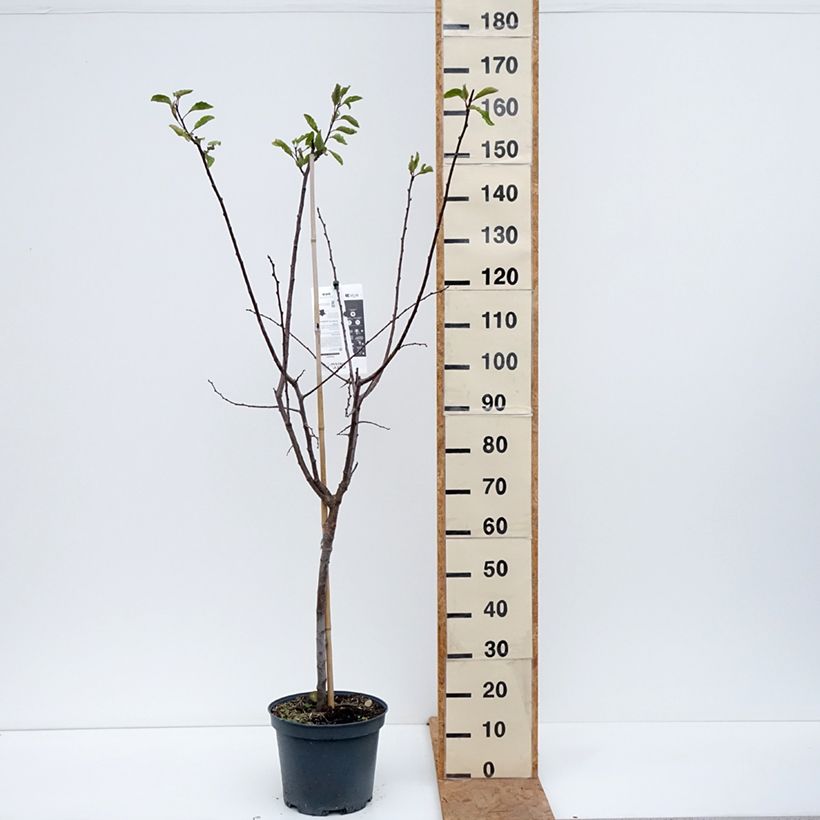 Esemplare di Susino Stanley Vaso da 7,5L/10L, Vasetto come consegnato in autunno