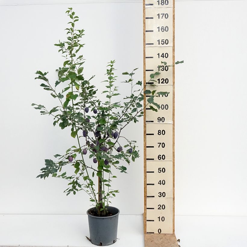 Esemplare di Susino Stanley Vaso da 7,5L/10L, Vasetto consegnato in estate