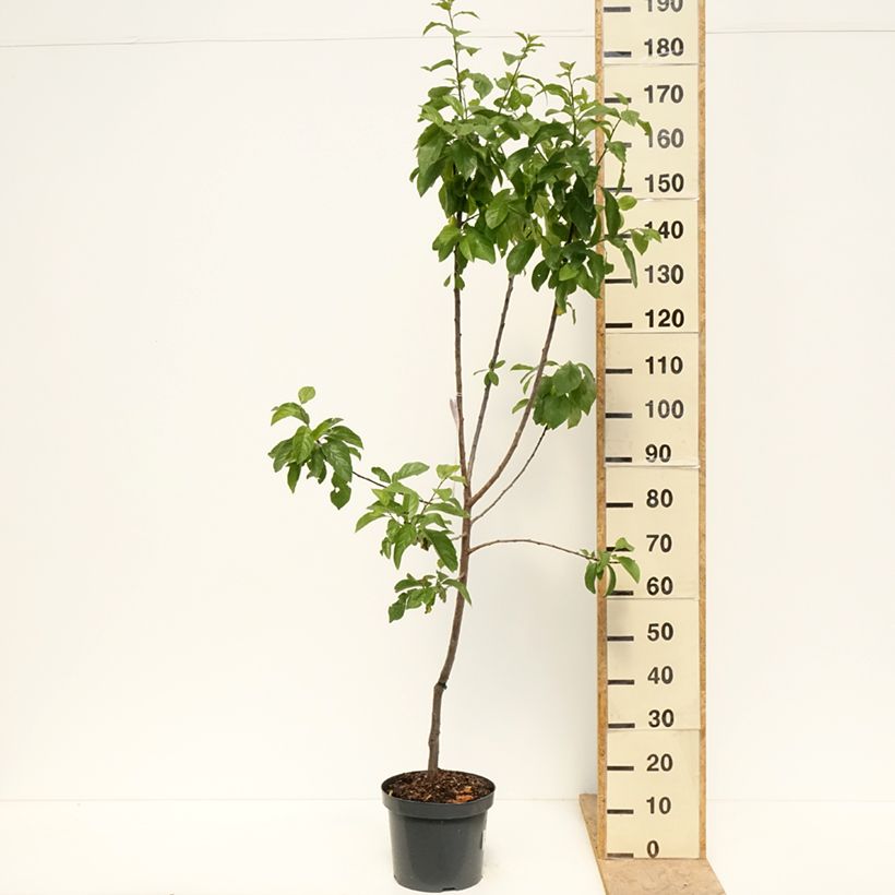 Prugna Regina Claudia d'Oullins Vaso da 7,5L/10L, Vasetto esemplare consegnato in primavera