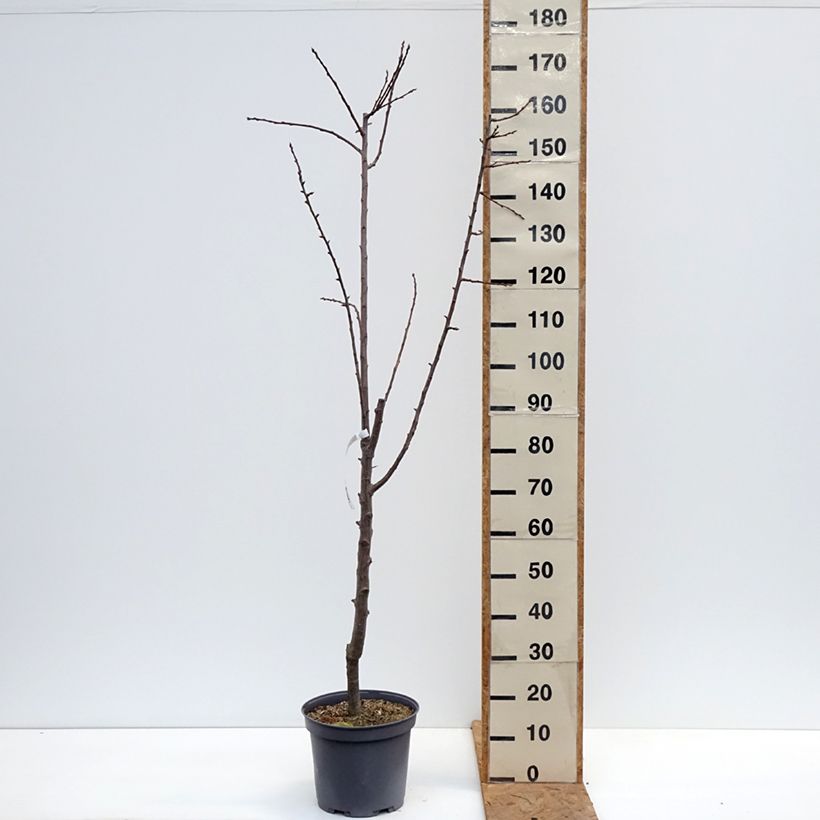 Esemplare di Prugna Regina Claudia de Juillet Vaso da 7,5L/10L, Vasetto come consegnato in autunno