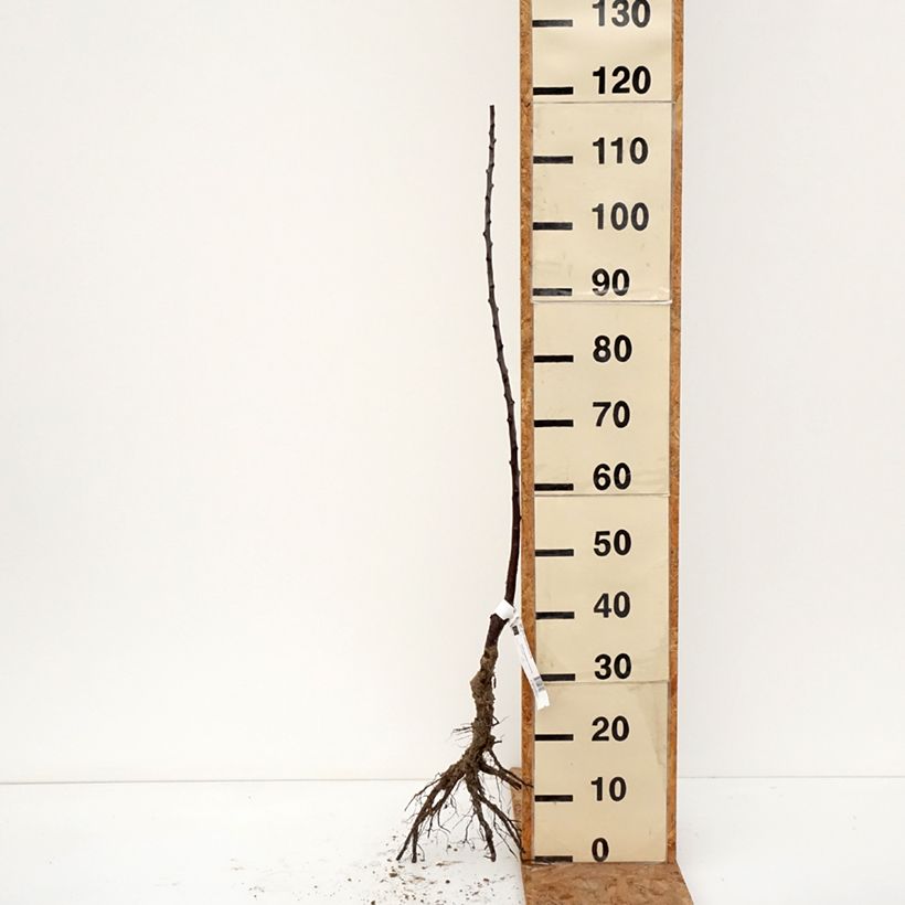 Prugna Regina Claudia Diaphane Bio Piante grandi a radice nuda, Astone esemplare consegnato in inverno