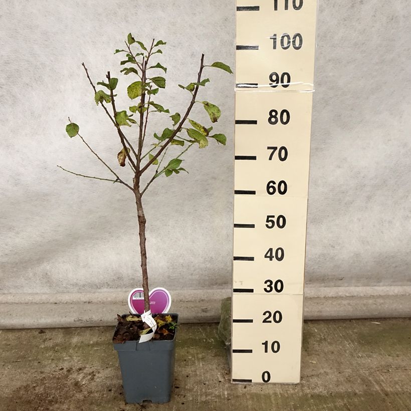 Esemplare di Prugna Regina Claudia Dorée ou verte Vaso da 7,5L/10L, Vasetto come consegnato in autunno