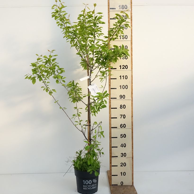 Prunus domestica Tipala - Susino Vaso da 7,5L/10L, Vasetto esemplare consegnato in primavera