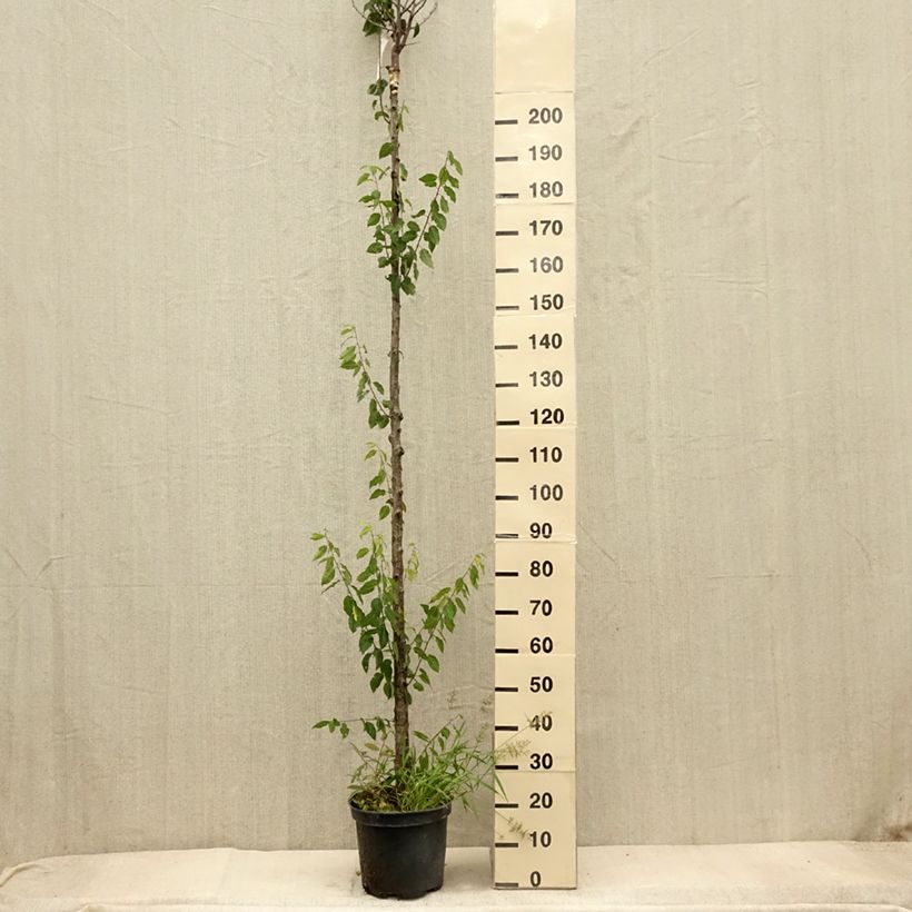 Esemplare di Prugna Wignon Vaso da 7,5L/10L, Vaso impalcato alto come consegnato in autunno