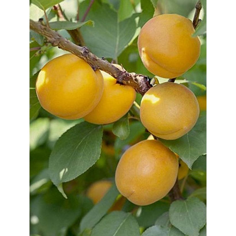 Albicocco Bulida (Raccolta)