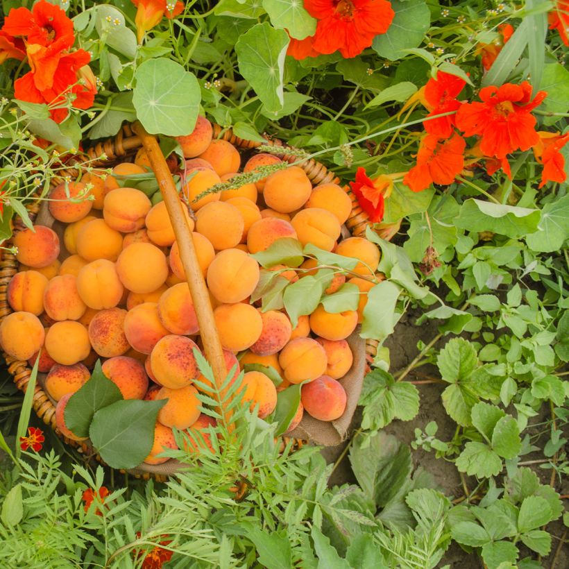 Albicocco Compacta (Raccolta)