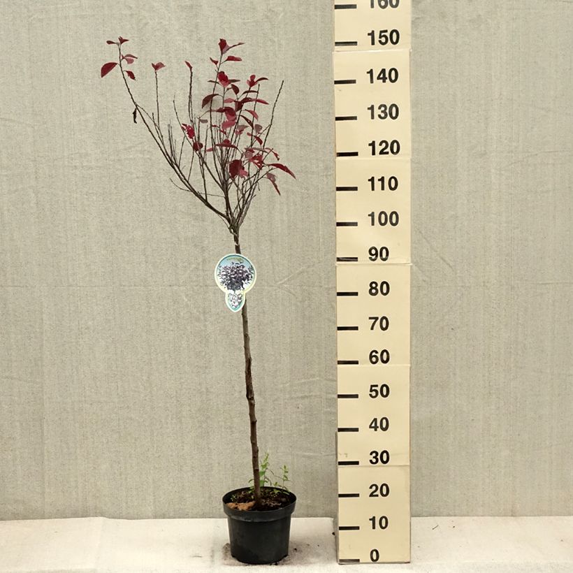 Esemplare di Prunus cistena - Ciliegio da fiore Vaso da 4L/5L come consegnato in autunno