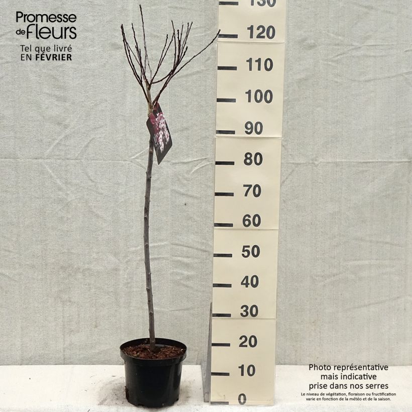 Prunus cistena - Ciliegio da fiore Vaso da 4L/5L esemplare consegnato in inverno