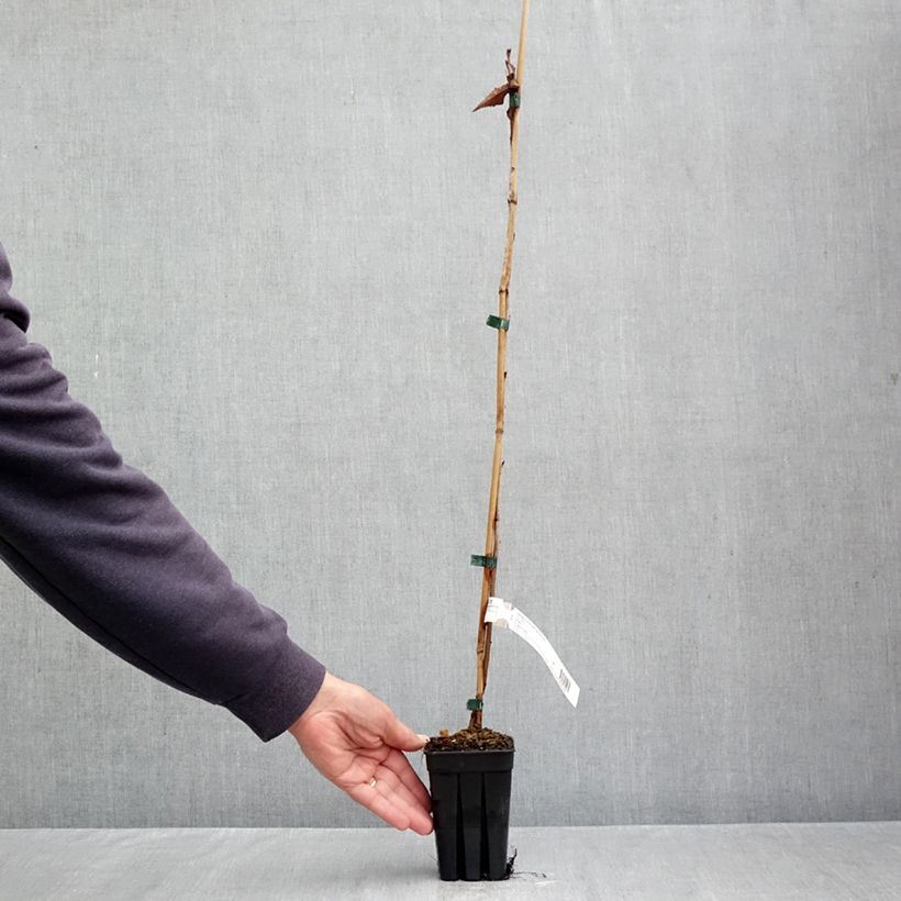 Esemplare di Prunus First Blush - Ciliegio da fiore Vaso da 1L/1,5L come consegnato in autunno