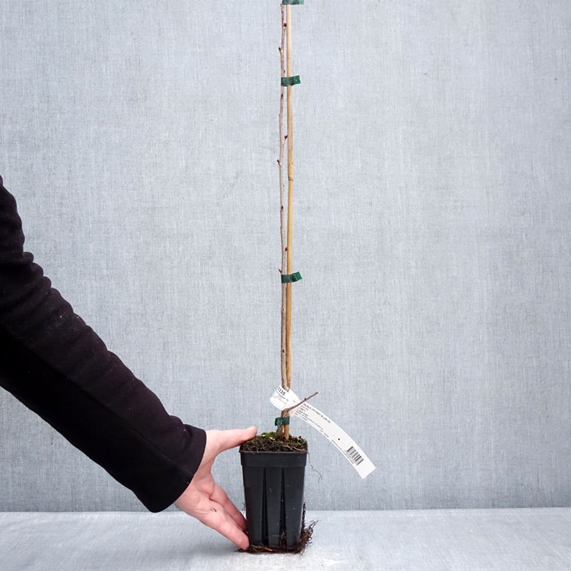 Prunus First Blush - Ciliegio da fiore Vaso da 1L/1,5L esemplare consegnato in inverno