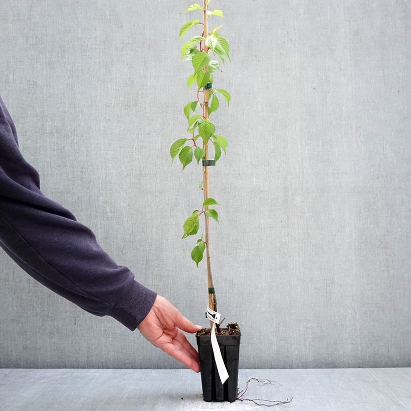 Prunus First Blush - Ciliegio da fiore Vaso da 1L/1,5L esemplare consegnato in primavera