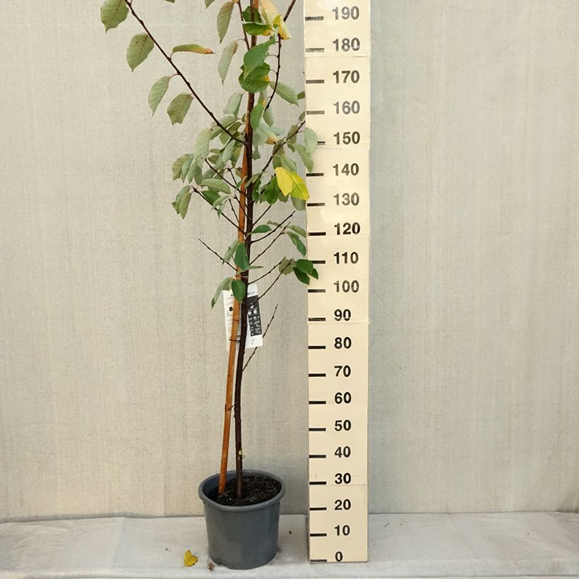 Esemplare di Prunus padus Le Thoureil - Pado Vaso da 12L/15L come consegnato in autunno