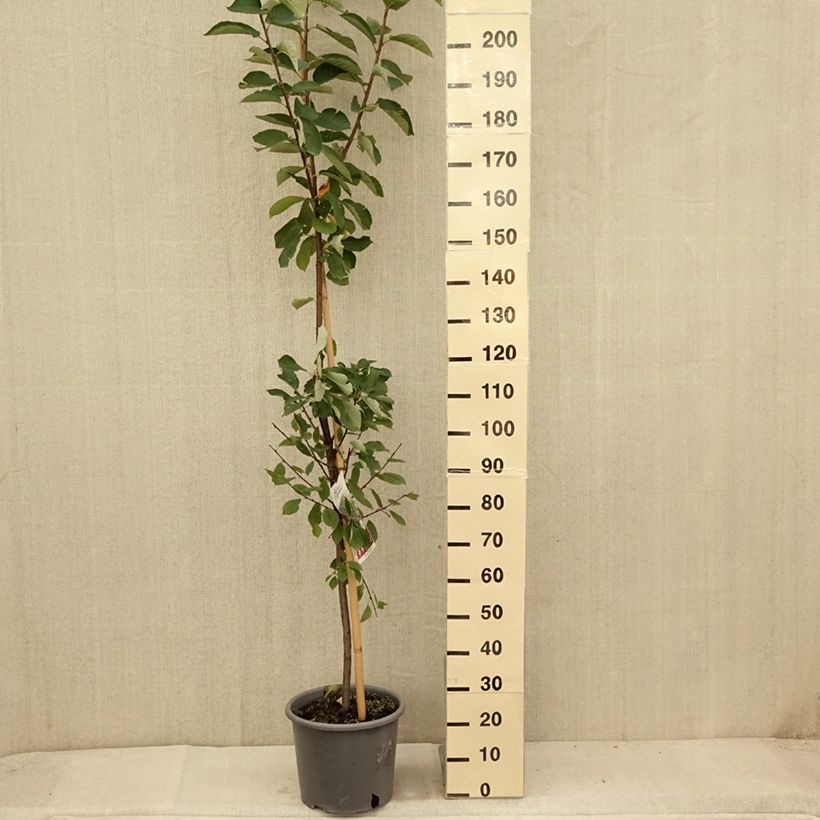 Esemplare di Prunus padus Le Thoureil - Pado Vaso da 12L/15L consegnato in estate