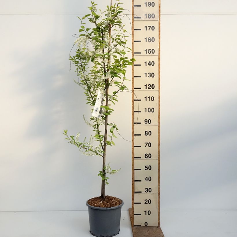 Prunus padus Le Thoureil - Pado Vaso da 12L/15L esemplare consegnato in primavera