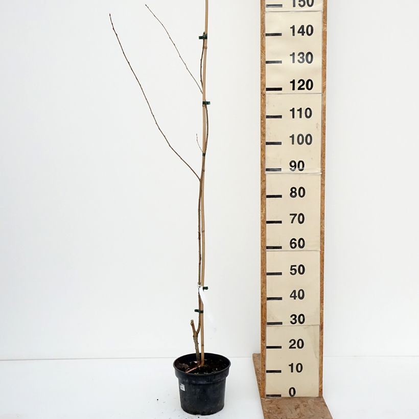 Prunus rufa Vaso da 4L/5L esemplare consegnato in inverno