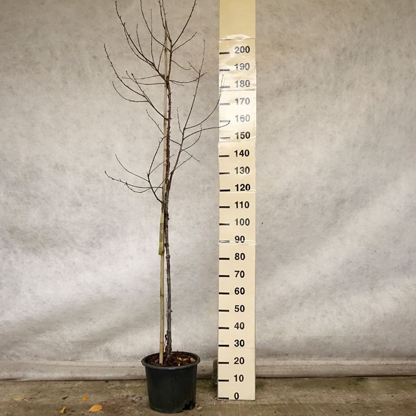 Esemplare di Prunus serrula Amber Scots - Ciliegio da fiore Vaso da 7,5L/10L come consegnato in autunno