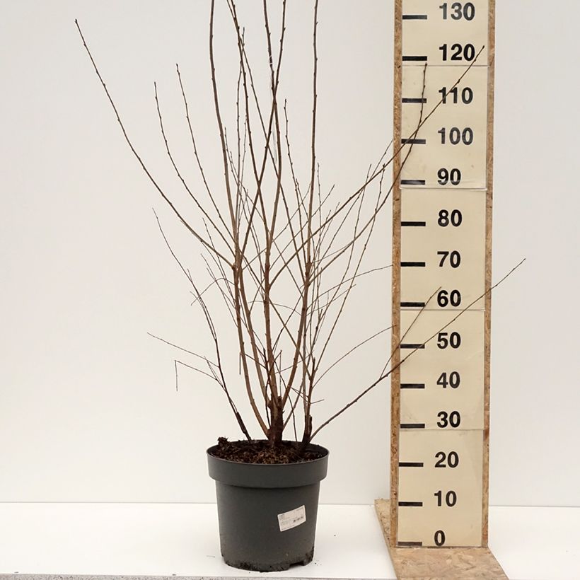 Prunus serrula - Ciliegio da fiore Vaso da 12L/15L esemplare consegnato in inverno