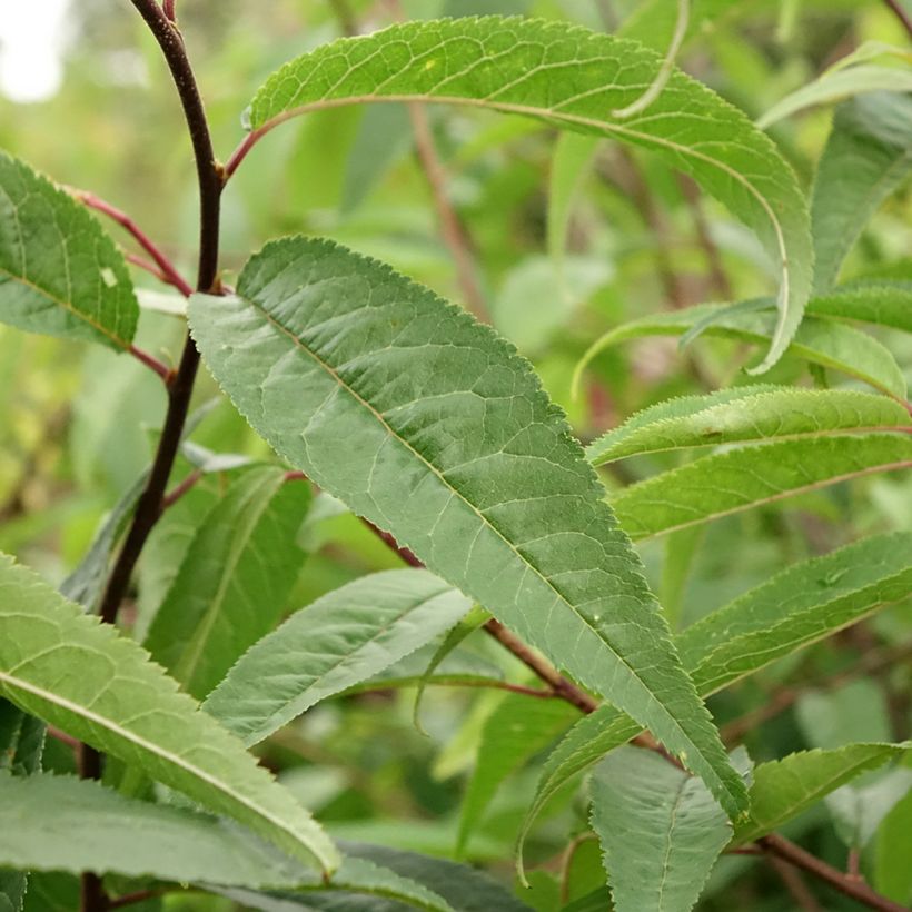 Prunus serrula - Ciliegio da fiore (Fogliame)