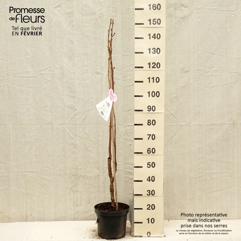 Prunus serrulata Amanogawa - Ciliegio da fiore Vaso da 7,5L/10L esemplare consegnato in inverno