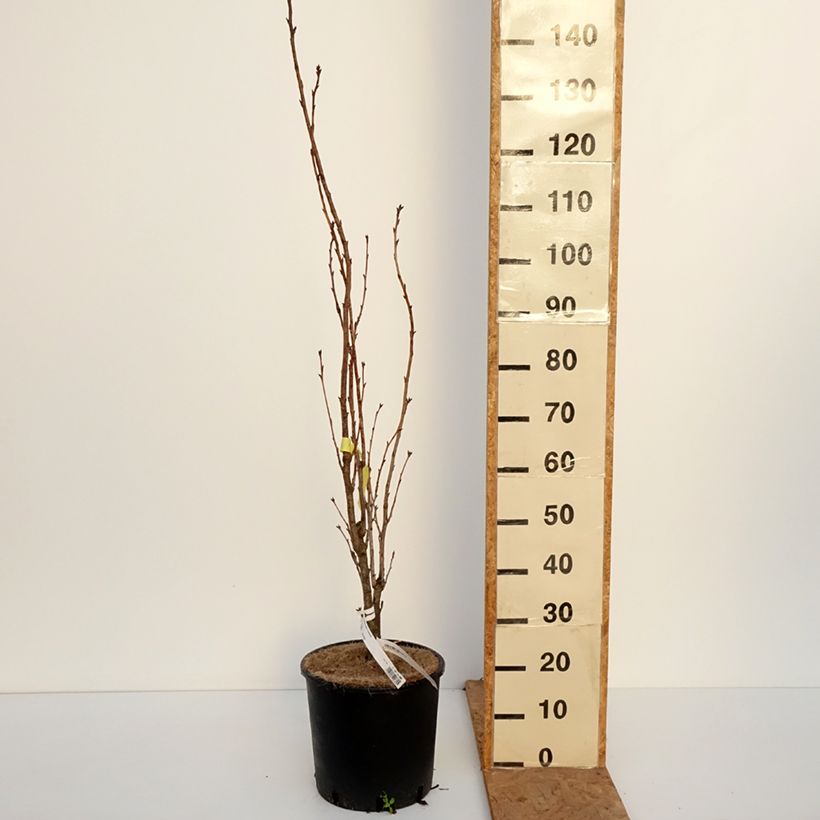 Esemplare di Prunus serrulata Amanogawa - Ciliegio da fiore Vaso da 7,5L/10L come consegnato in autunno