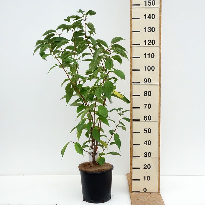 Esemplare di Prunus serrulata Amanogawa - Ciliegio da fiore Vaso da 7,5L/10L consegnato in estate