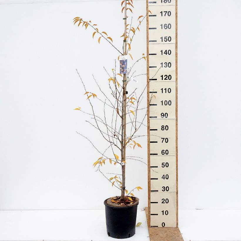 Esemplare di Prunus The Bride - Ciliegio da fiore Vaso da 12L/15L, Vaso impalcato come consegnato in autunno