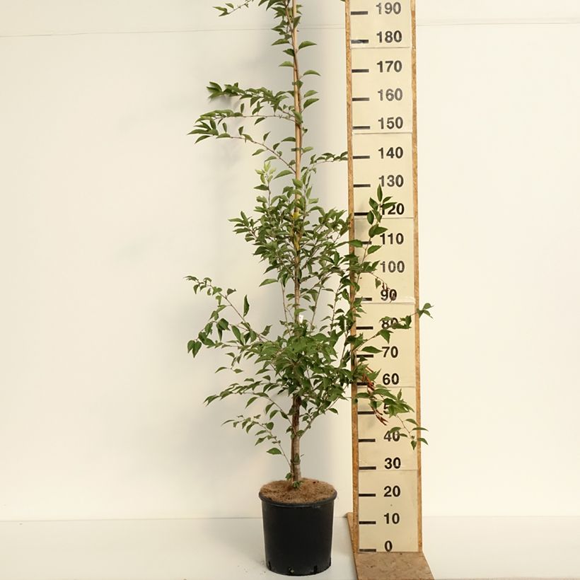 Esemplare di Prunus The Bride - Ciliegio da fiore Vaso da 12L/15L consegnato in estate