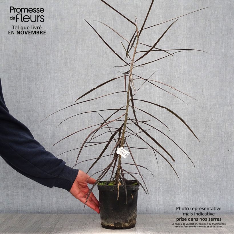 Esemplare di Pseudopanax crassifolium Vaso da 2L/3L come consegnato in autunno