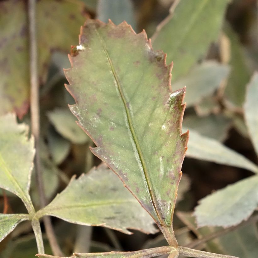 Pseudopanax lessonii Rangatira (Fogliame)