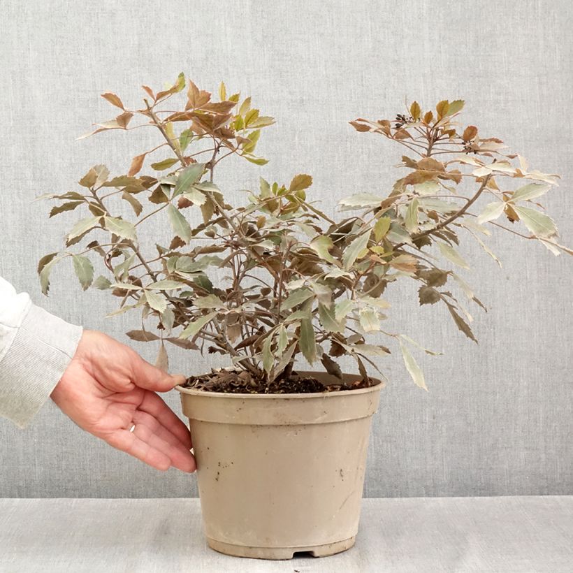 Esemplare di Pseudopanax lessonii Rangatira Vaso da 4L/5L come consegnato in autunno