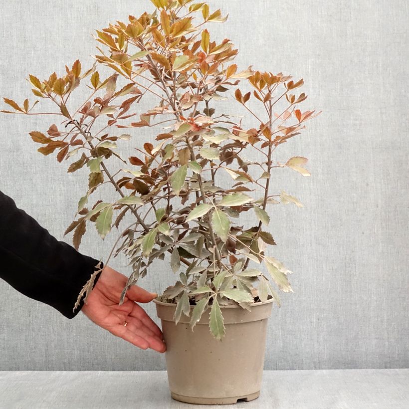 Esemplare di Pseudopanax lessonii Rangatira Vaso da 4L/5L consegnato in estate