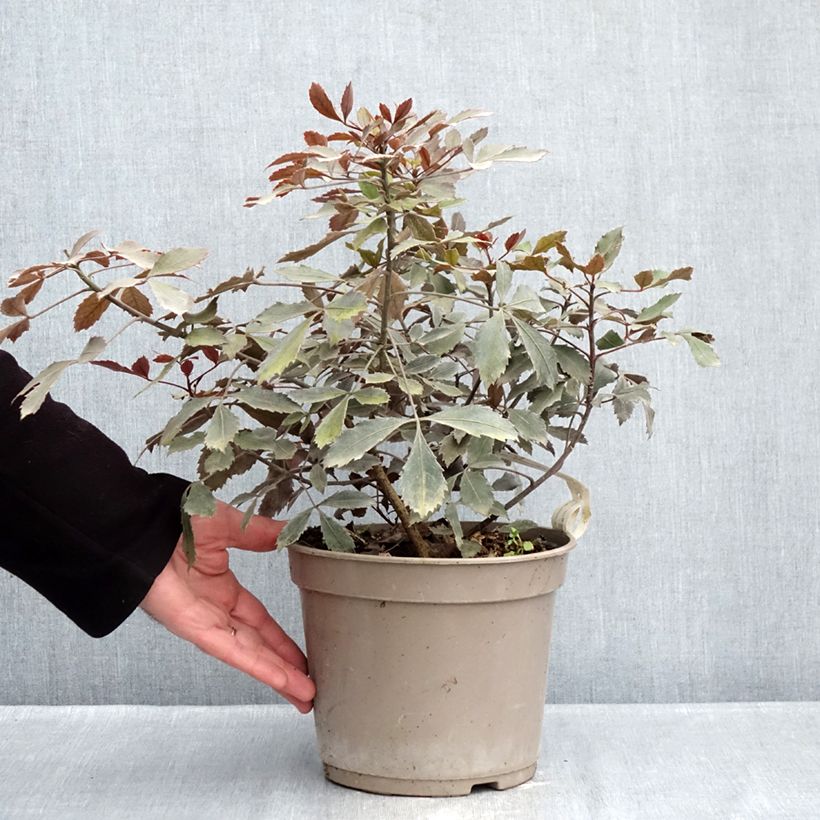 Pseudopanax lessonii Rangatira Vaso da 4L/5L esemplare consegnato in inverno