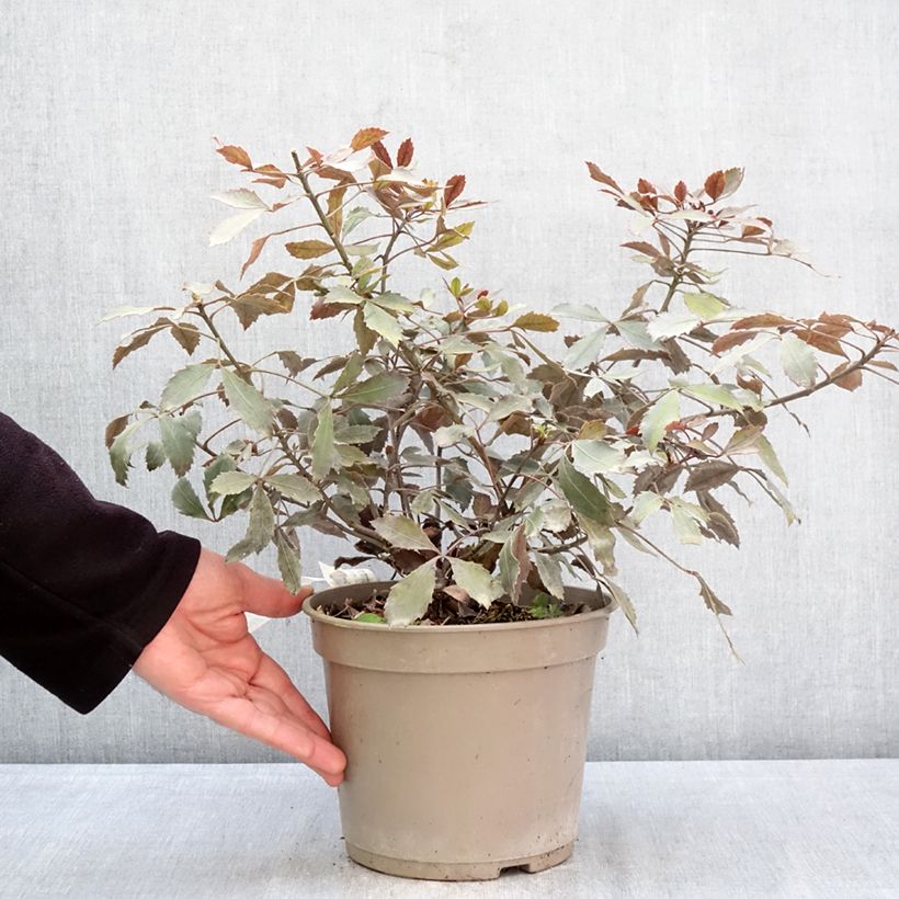 Pseudopanax lessonii Rangatira Vaso da 4L/5L esemplare consegnato in primavera