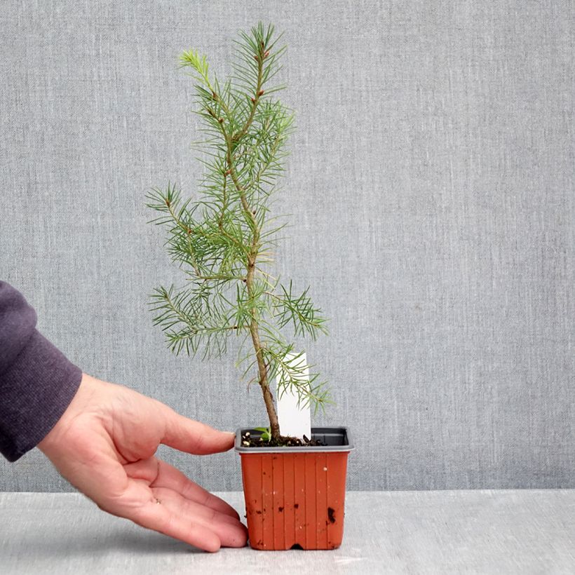 Esemplare di Pseudotsuga menziesii - Abete di Douglas Vasetto da 8/9 cm come consegnato in autunno