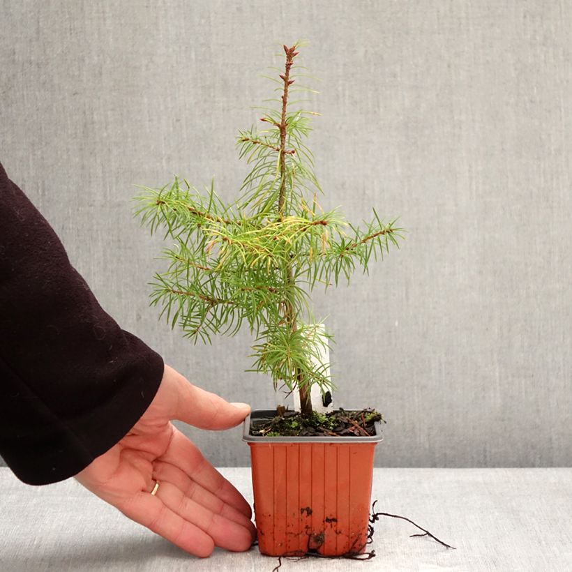 Pseudotsuga menziesii - Abete di Douglas Vasetto da 8/9 cm esemplare consegnato in inverno