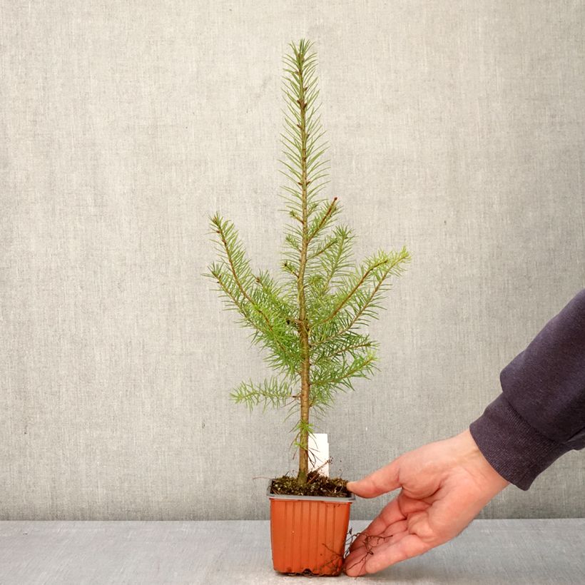 Pseudotsuga menziesii - Abete di Douglas Vasetto da 8/9 cm esemplare consegnato in primavera