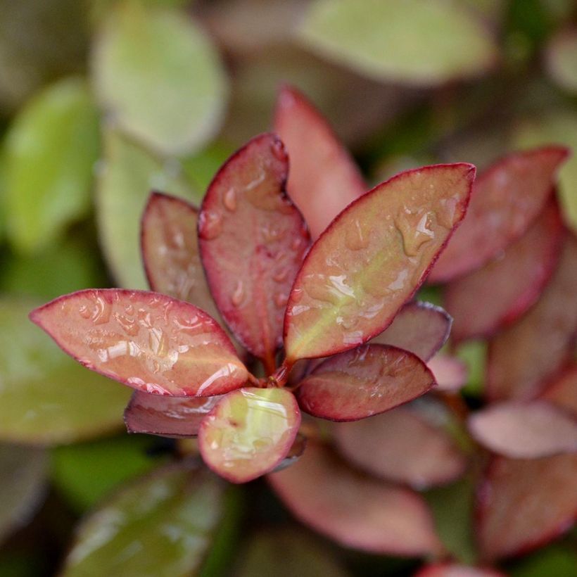 Pseudowintera colorata (Fogliame)