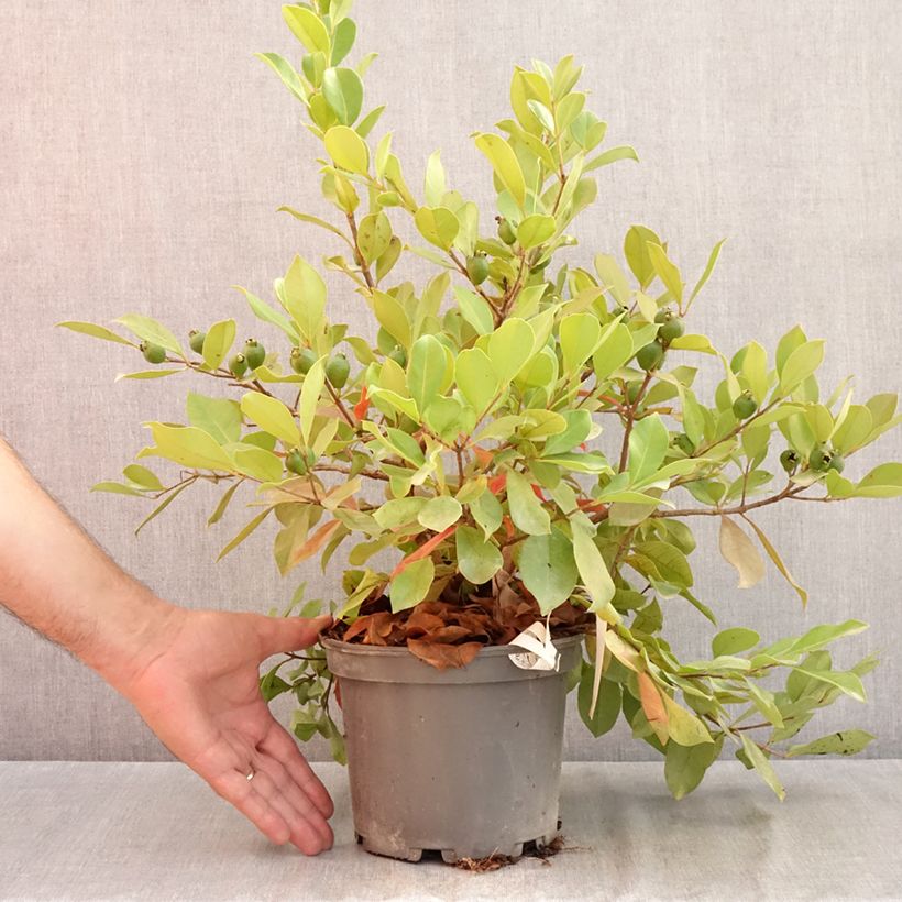 Esemplare di Guaiava - Psidium cattleianum Vaso da 2L/3L consegnato in estate
