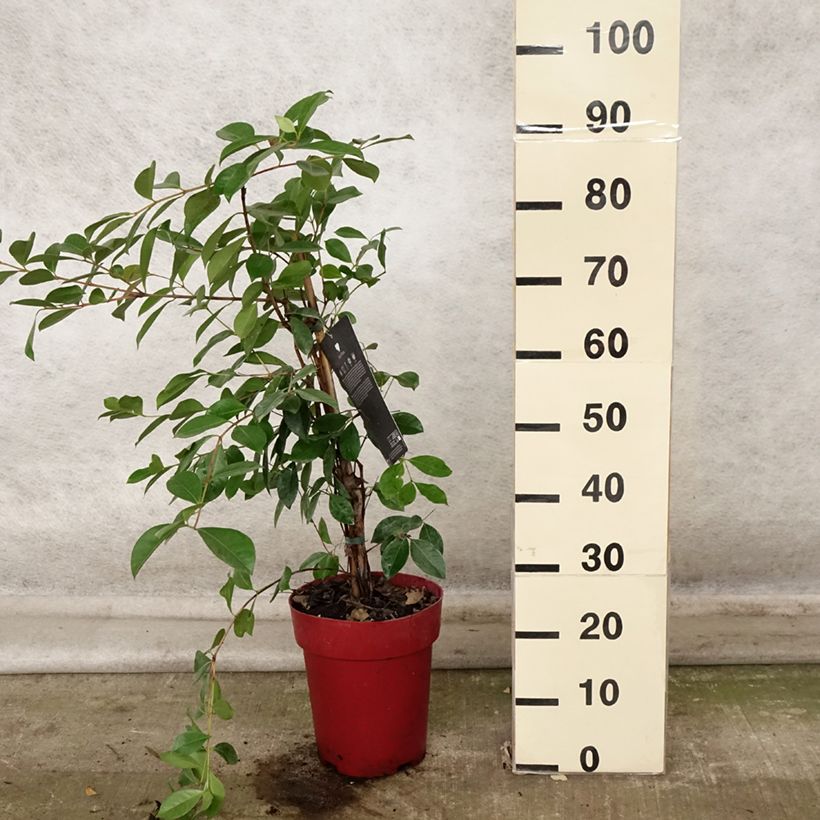 Esemplare di Guaiava - Psidium cattleianum Vaso da 6L/7L come consegnato in autunno