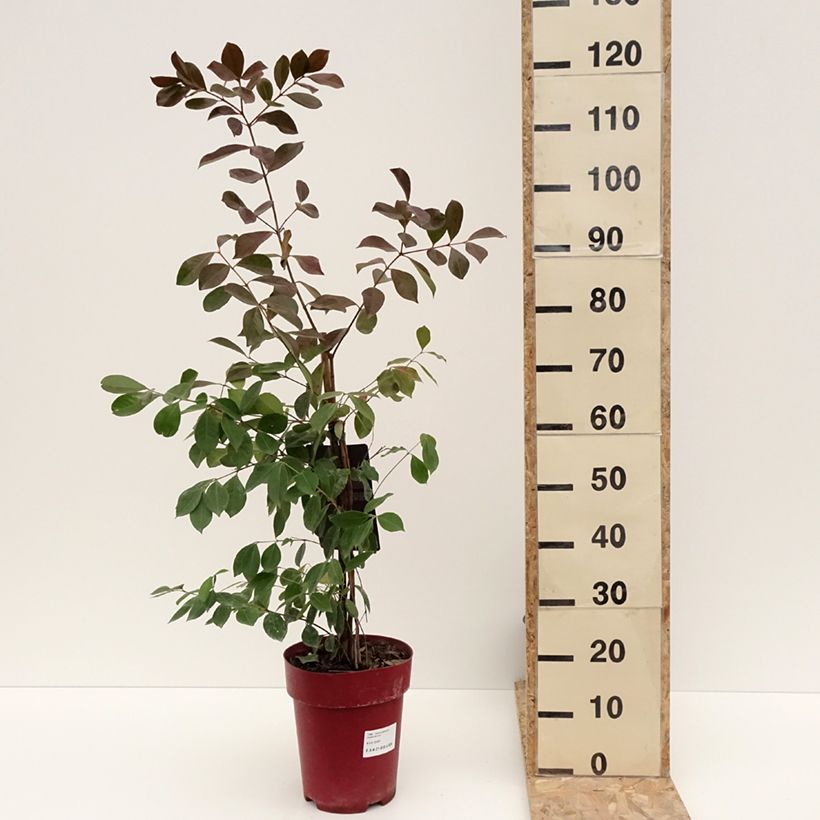 Guaiava - Psidium cattleianum Vaso da 6L/7L esemplare consegnato in inverno