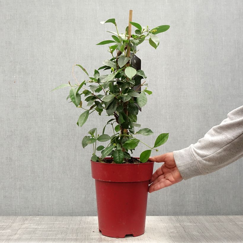 Guaiava - Psidium cattleianum Vaso da 6L/7L esemplare consegnato in primavera