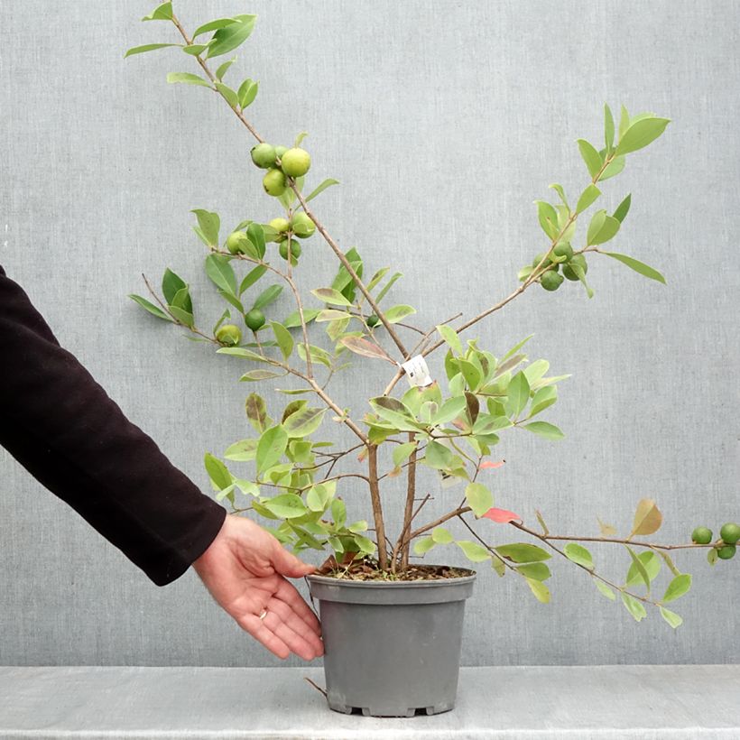 Esemplare di Guaiava - Psidium cattleianum lucidum Vaso da 3L/4L come consegnato in autunno