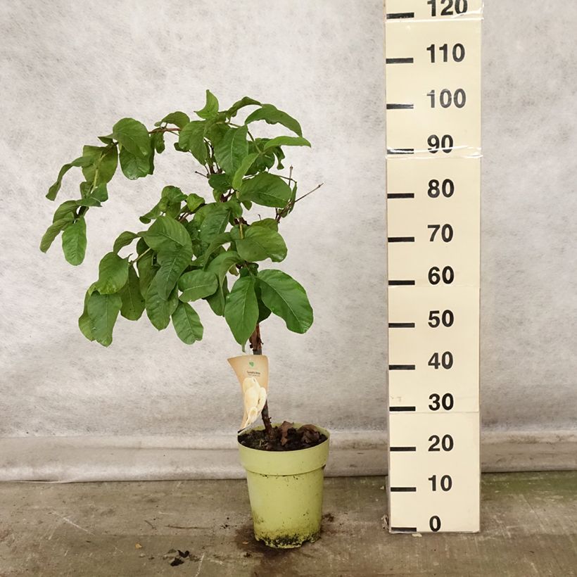 Esemplare di Guaiava Limon - Psidium guajava Vaso da 6L/7L come consegnato in autunno